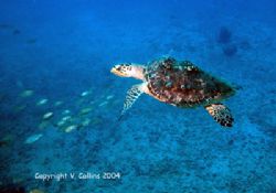 Terry the turtle. St. Thomas, U.S. Virgin Islands by Victoria Collins 